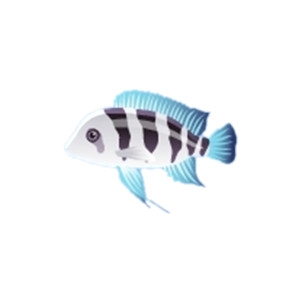 Cichlid 4